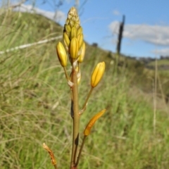 Bulbine bulbosa (Golden Lily, Bulbine Lily) at Belconnen, ACT - 13 Oct 2016 by JohnBundock