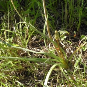 Bulbine bulbosa at Belconnen, ACT - 13 Oct 2016