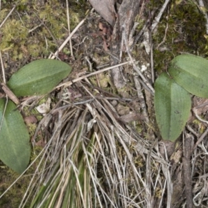 Chiloglottis sp. at Canberra Central, ACT - suppressed