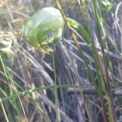 Pterostylis nutans (Nodding Greenhood) at Black Mountain - 13 Oct 2016 by MattM