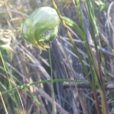 Pterostylis nutans (Nodding Greenhood) at Point 5817 - 14 Oct 2016 by MattM