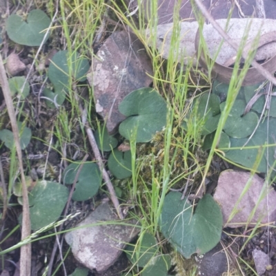 Acianthus sp. (Mayflower Orchid) at Black Mountain - 13 Oct 2016 by MattM