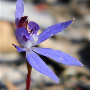 Cyanicula caerulea at Point 44 - 13 Oct 2016