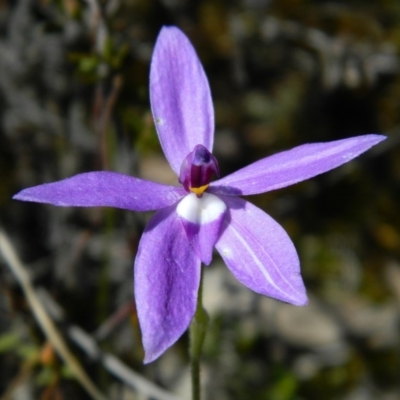 Glossodia major (Wax Lip Orchid) at Point 44 - 13 Oct 2016 by petaurus