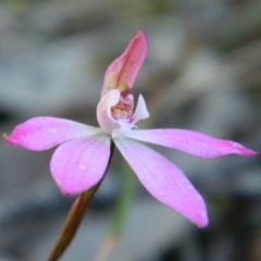 Caladenia fuscata (Dusky Fingers) at Bruce, ACT - 13 Oct 2016 by petaurus