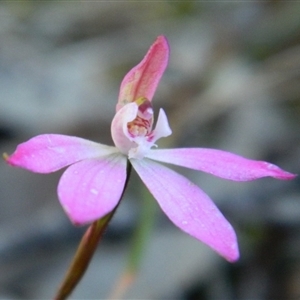 Caladenia fuscata at Point 44 - suppressed