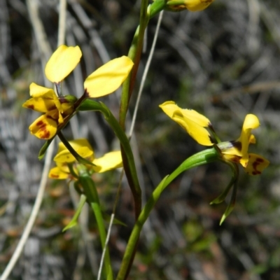 Diuris nigromontana (Black Mountain Leopard Orchid) at Bruce, ACT - 13 Oct 2016 by petaurus
