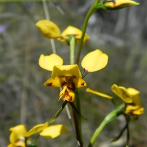 Diuris nigromontana at Undefined Area - suppressed