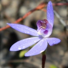 Cyanicula caerulea (Blue Fingers, Blue Fairies) at Point 5803 - 13 Oct 2016 by petaurus