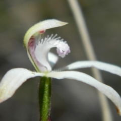 Caladenia ustulata (Brown Caps) at Point 5803 - 13 Oct 2016 by petaurus