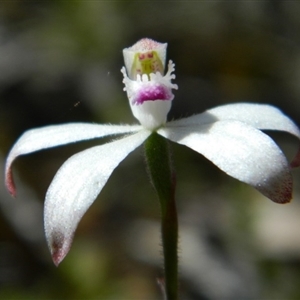 Caladenia ustulata at Undefined Area - suppressed