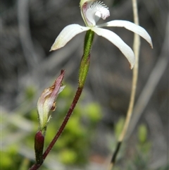 Caladenia ustulata at Undefined Area - suppressed