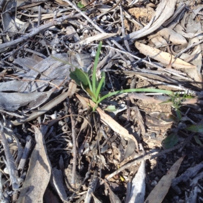 Lomandra filiformis (Wattle Mat-rush) at Bruce Ridge - 13 Oct 2016 by DaleB