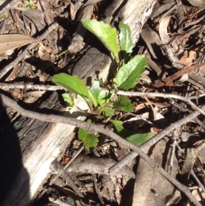 Goodenia hederacea (Ivy Goodenia) at Bruce, ACT - 14 Oct 2016 by DaleB