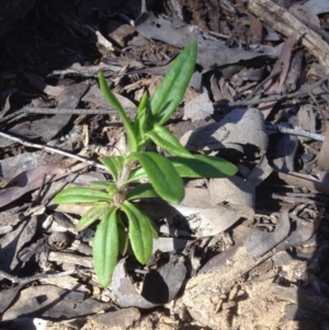 Coronidium oxylepis subsp. lanatum at Point 111 - 14 Oct 2016