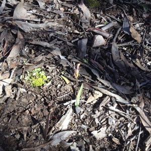 Glossodia major at Point 111 - 14 Oct 2016