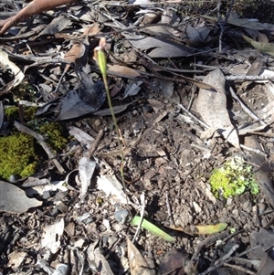 Glossodia major at Point 111 - suppressed