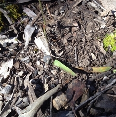 Glossodia major at Point 111 - 14 Oct 2016