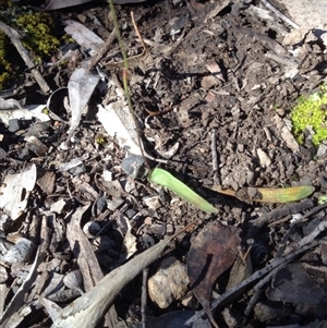 Glossodia major at Point 111 - 14 Oct 2016