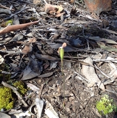 Glossodia major at Point 111 - 14 Oct 2016