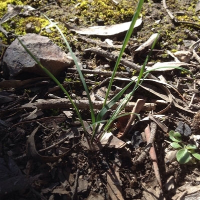 Unidentified at Bruce Ridge - 13 Oct 2016 by DaleB