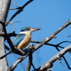 Todiramphus sanctus (Sacred Kingfisher) at Wallaroo, NSW - 14 Oct 2016 by CedricBear