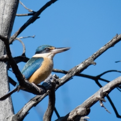 Todiramphus sanctus (Sacred Kingfisher) at Wallaroo, NSW - 13 Oct 2016 by CedricBear