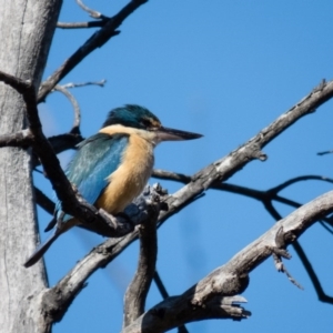 Todiramphus sanctus at Wallaroo, NSW - 14 Oct 2016