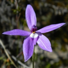 Glossodia major (Wax Lip Orchid) at Point 5801 - 13 Oct 2016 by petaurus