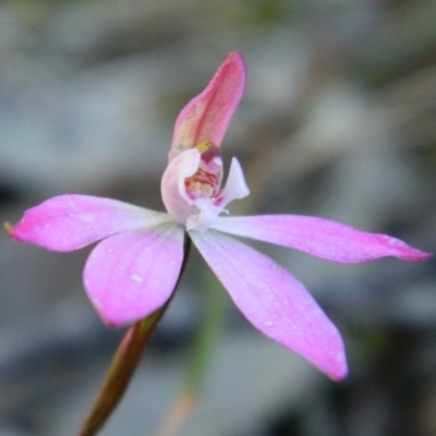 Caladenia fuscata (Dusky Fingers) at Bruce, ACT - 13 Oct 2016 by petaurus