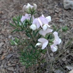 Lotus australis (Austral Trefoil) at Stirling Park - 12 Nov 2011 by MatthewFrawley