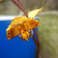 Diuris nigromontana (Black Mountain Leopard Orchid) at Bruce Ridge - 12 Oct 2016 by MichaelMulvaney