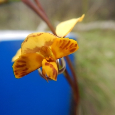 Diuris nigromontana (Black Mountain Leopard Orchid) at Bruce, ACT - 12 Oct 2016 by MichaelMulvaney