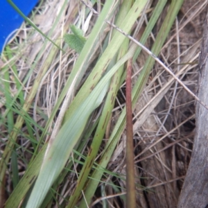 Diuris nigromontana at Bruce, ACT - 12 Oct 2016