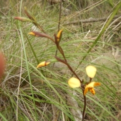 Diuris nigromontana at Bruce, ACT - suppressed