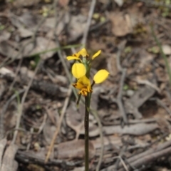 Diuris nigromontana (Black Mountain Leopard Orchid) at Molonglo Valley, ACT - 6 Oct 2016 by eyal