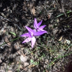 Glossodia major (Wax Lip Orchid) at Bruce, ACT - 14 Oct 2016 by jksmits