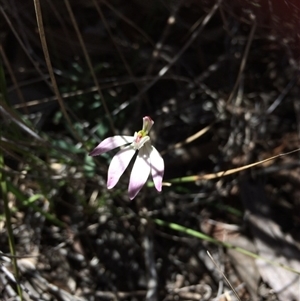 Caladenia fuscata at Point 99 - suppressed