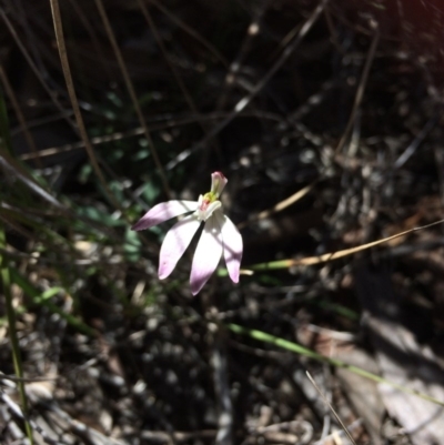 Caladenia fuscata (Dusky Fingers) at Bruce, ACT - 14 Oct 2016 by jksmits