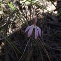 Caladenia fuscata at Point 99 - suppressed