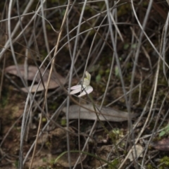 Caladenia fuscata (Dusky Fingers) at Point 5204 - 7 Oct 2016 by eyal