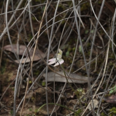 Caladenia fuscata (Dusky Fingers) at Point 5204 - 7 Oct 2016 by eyal