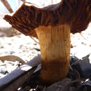 Cortinarius sp. at Bruce, ACT - 14 Oct 2016