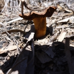 Cortinarius sp. at Bruce, ACT - 14 Oct 2016 02:11 PM