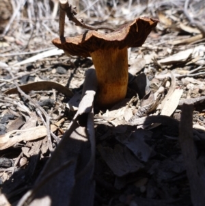 Cortinarius sp. at Bruce, ACT - 14 Oct 2016