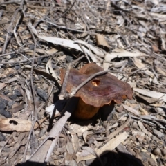 Cortinarius sp. at Bruce, ACT - 14 Oct 2016 02:11 PM