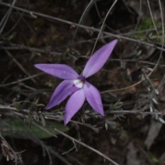 Glossodia major (Wax Lip Orchid) at Black Mountain - 6 Oct 2016 by eyal