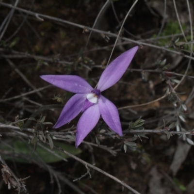 Glossodia major (Wax Lip Orchid) at Point 5204 - 7 Oct 2016 by eyal