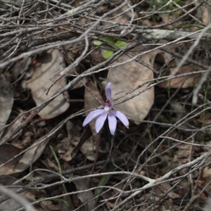 Cyanicula caerulea at Point 5204 - 7 Oct 2016