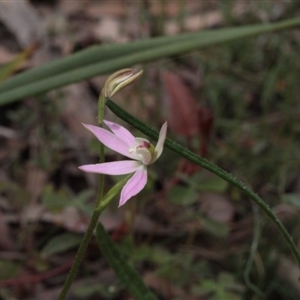 Caladenia carnea at Point 5204 - 7 Oct 2016